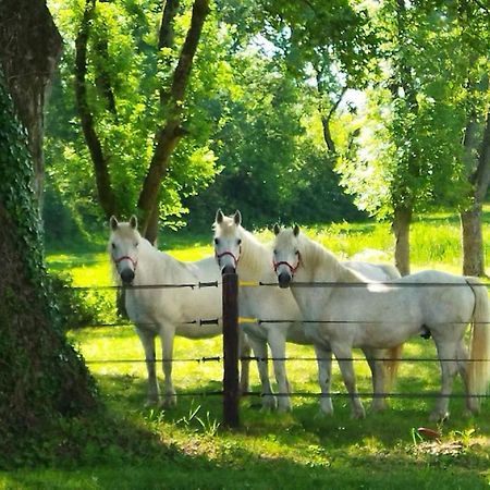 Maison De Campagne Au Coeur D'Un Elevage De Poneys Connemara Le Landreau Exterior foto